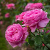 عکس پروفایل کاربر